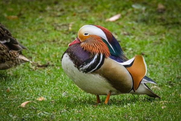 A Mandarin Duck is a rare visitor to the Botanic Gardens in Dublin, Ireland