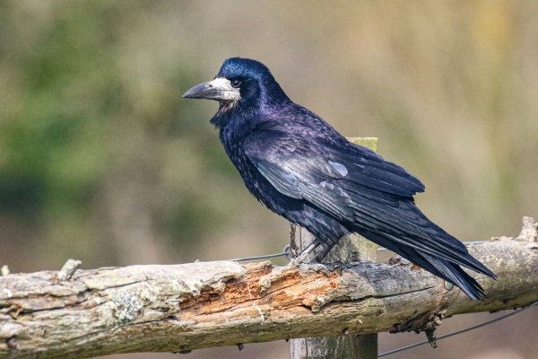 A Rook perched on a fence at Turvey Nature Reserve, County Dublin, Ireland