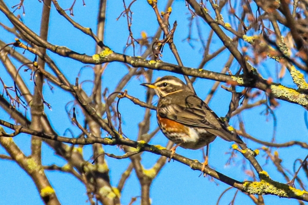A Redwing perched in a tree in sinter, Dundalk, Ireland