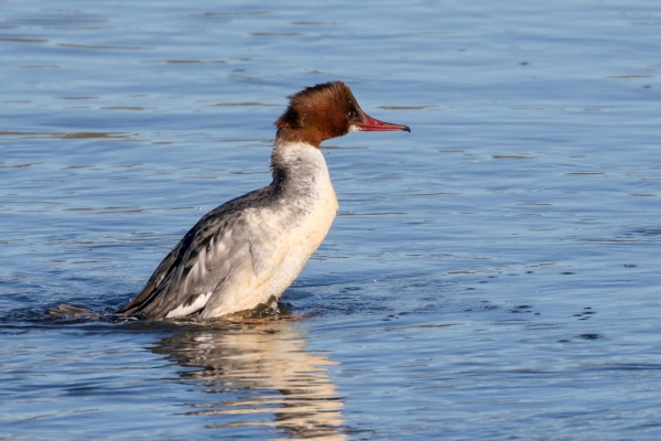 A Goosander on the Castletown River, Dundalk, Ireland