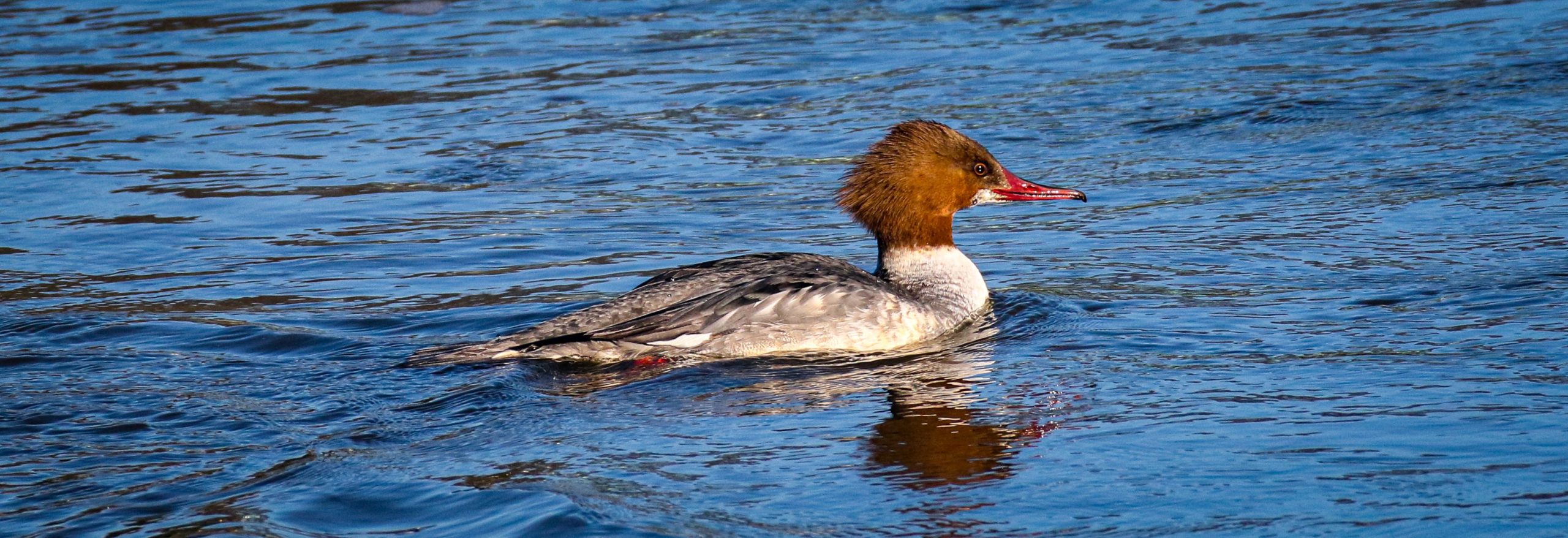 A Goosander hunts for fish on the Castletown River in Dundalk, Ireland