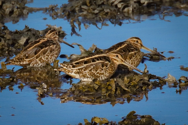 Castletown River, Dubdalk