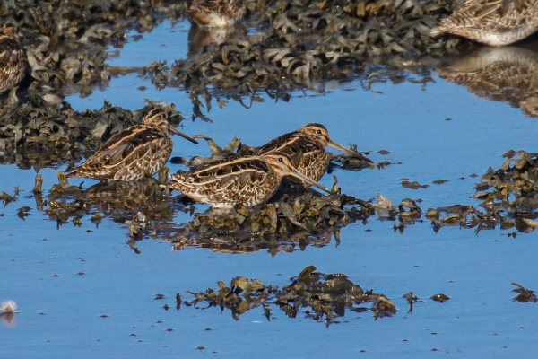 Three Snipes on the Castletown River at low tide, in Dundalk, Ireland