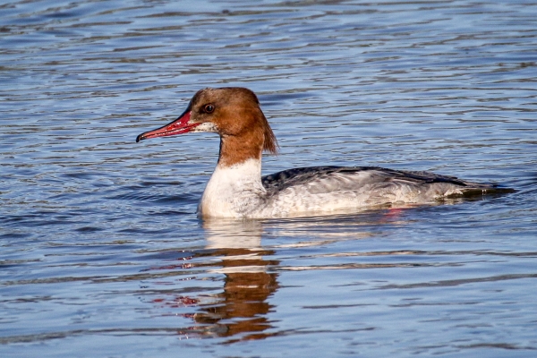 A Goosander swims on the river in Dundalk, Ireland