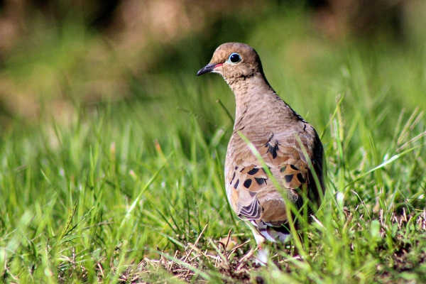 A Turtle Dove forages in the grass