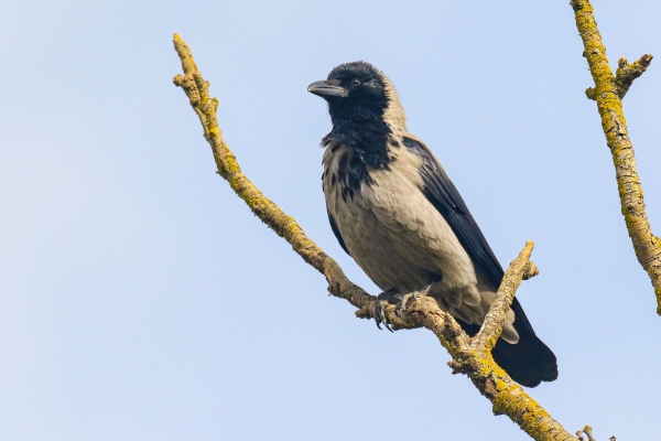A Hooded crow perched on a branch in Winter