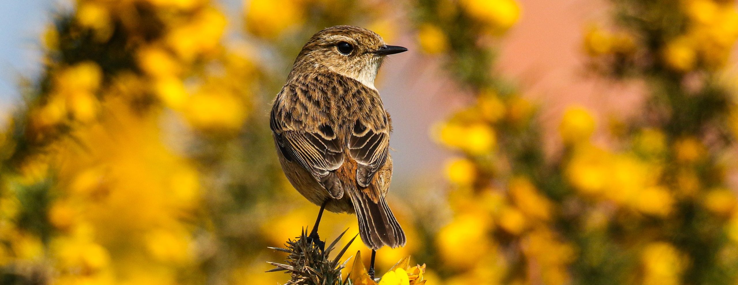 Stonechat