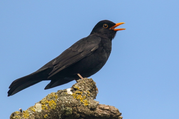 A Blackbird against a blue sky in Dublin, Ireland