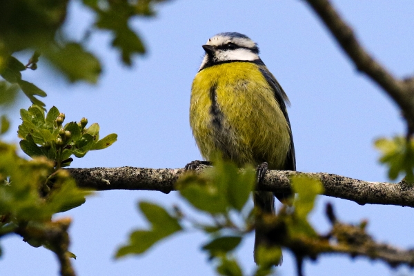 A Blue Tit perched on a tree branch against a Blue Sky