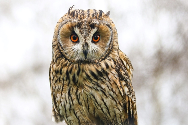 A Long-eared owl in daylight in Wicklow, Ireland