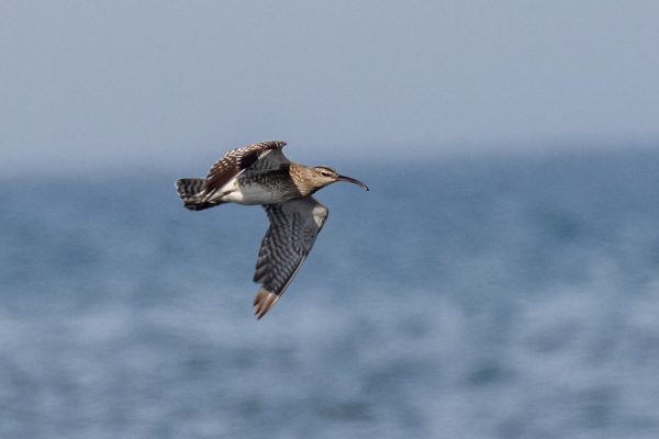 A Whimbrel flies along the coastline at Ardgillan Park, Dublin