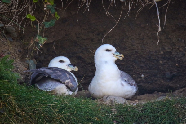 A Pair of Fulmars resting in the nest at Ardgillan Park, Dublin