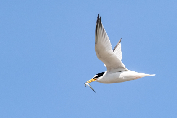 Little Tern with a small fish in its beak!