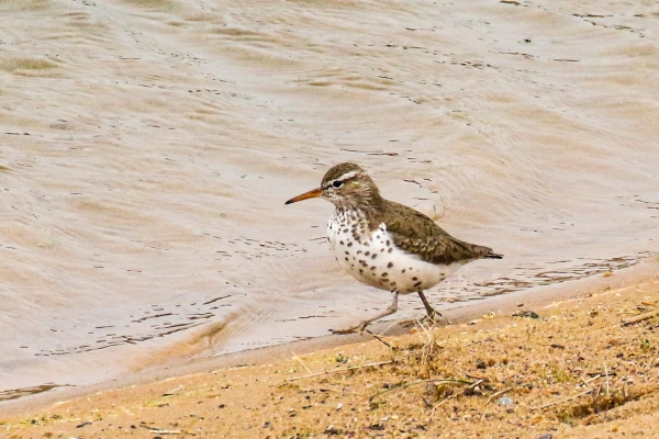 A Spotted Sandpiper walks along the shoreline