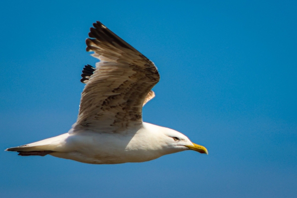 A Herring Gull flies down the estuary at Turvey Nature Reserve Dublin