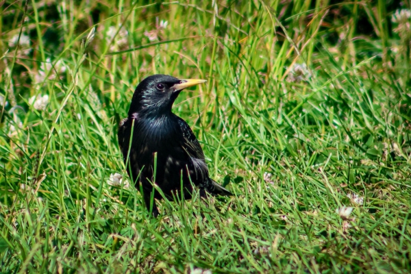 A Starling at Turvey Nature Reserve, Dublin