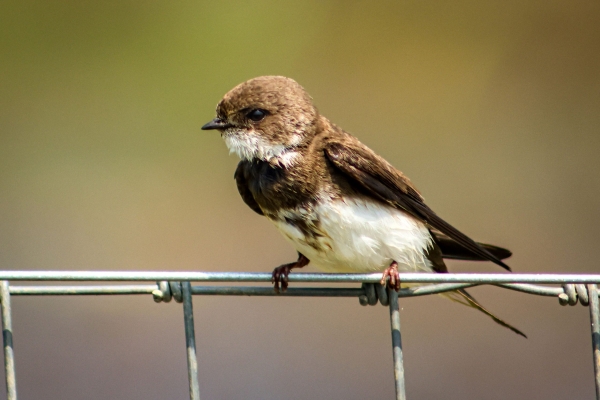 A Sand Marten perched on a fence at Turvey Nature Reserve, Dublin
