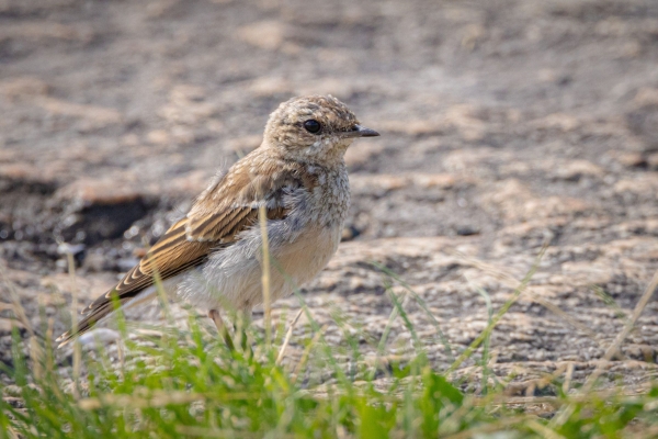 A Stonechat on the pier wall