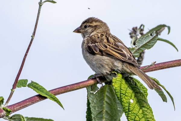 A House Sparrow perched in a tree