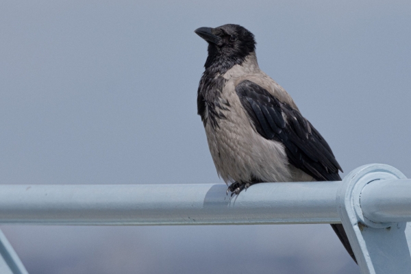 A Hooded Crow at Monkstown, Dublin