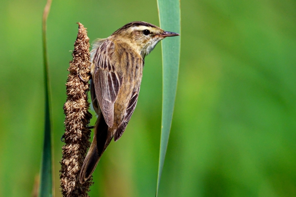 A Sedge Warbler perched on the reeds at Turvey Nature Reserve, Dublin