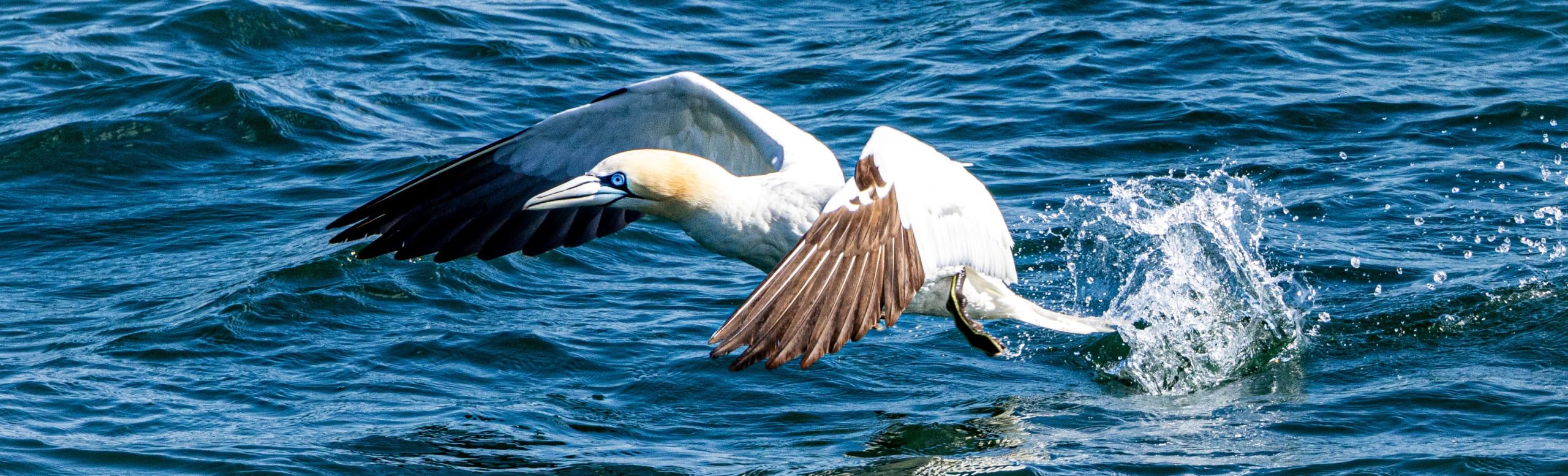 A Gannet taking off from the sea at Dun Laoghaire, Dublin, Ireland