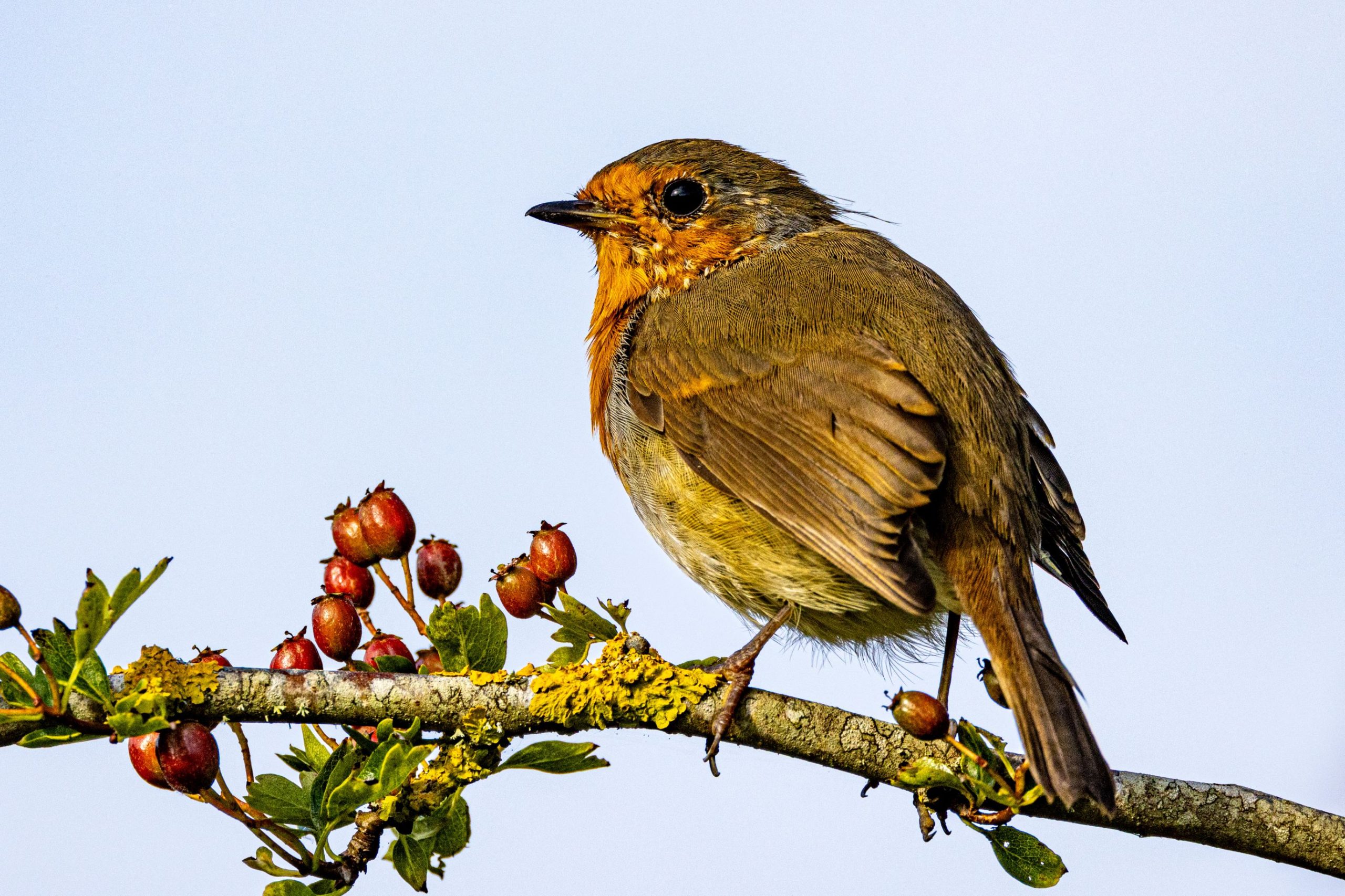 A Robin perched on a branch with red berries