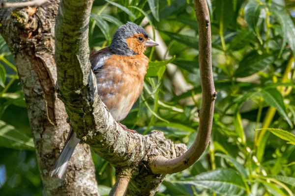 A male Chaffinch on a branch of a tree