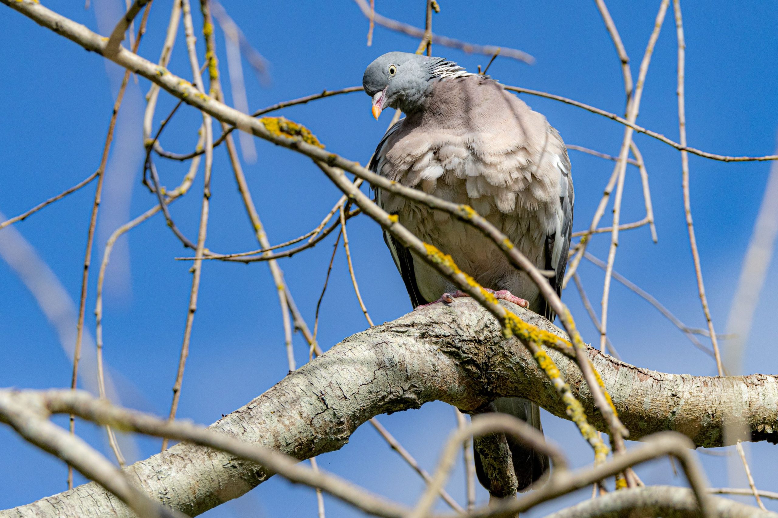 A Wood Pigeon perched in a tree