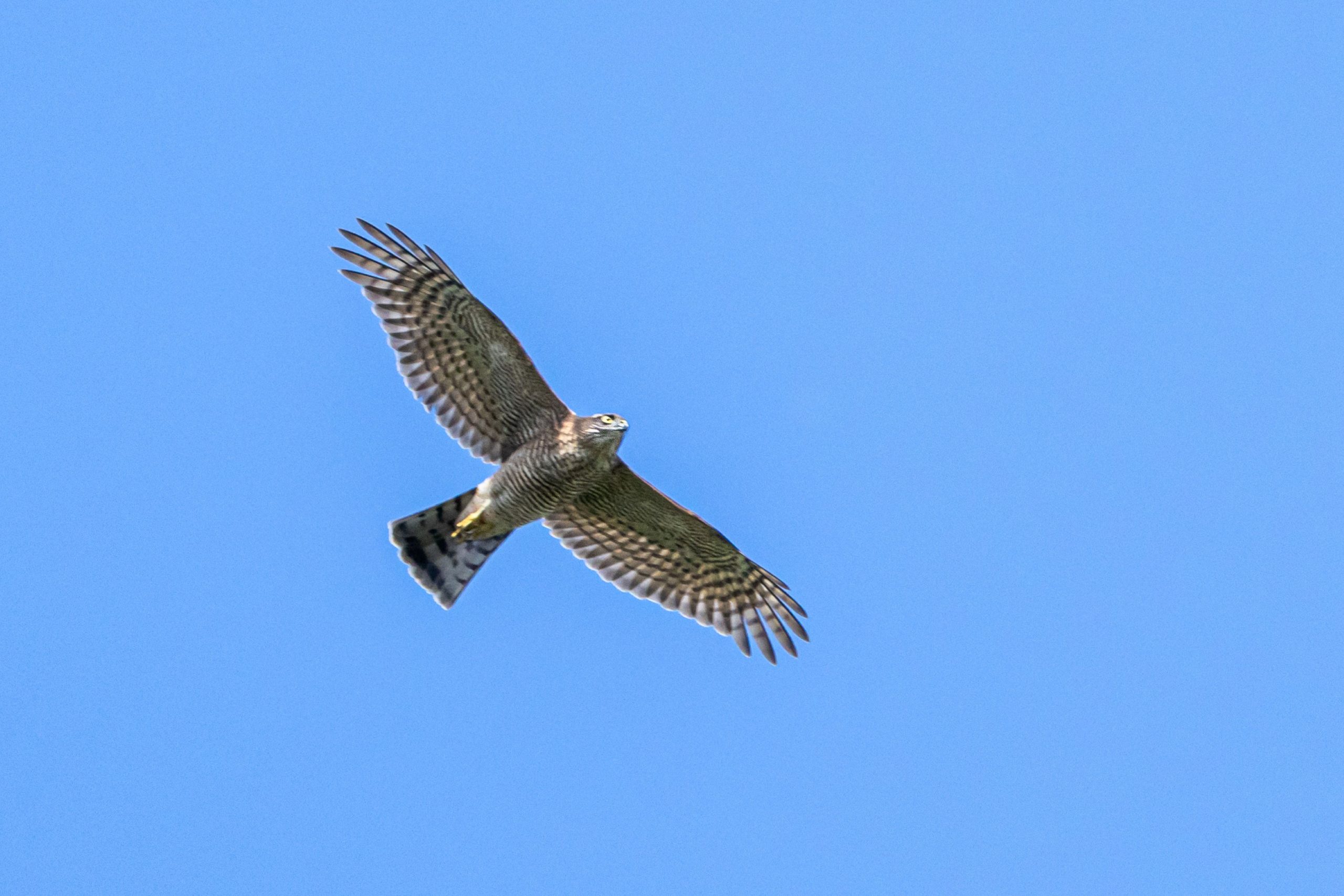A Sparrow Hawk flies in a blue sky in Dublin, Ireland