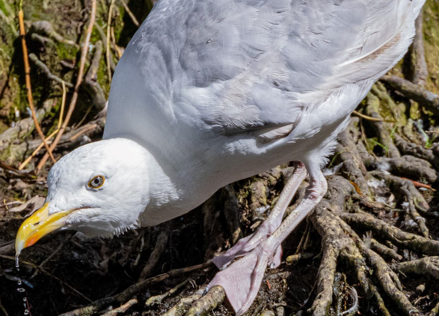 A Herring Gull drinks water from the river bank