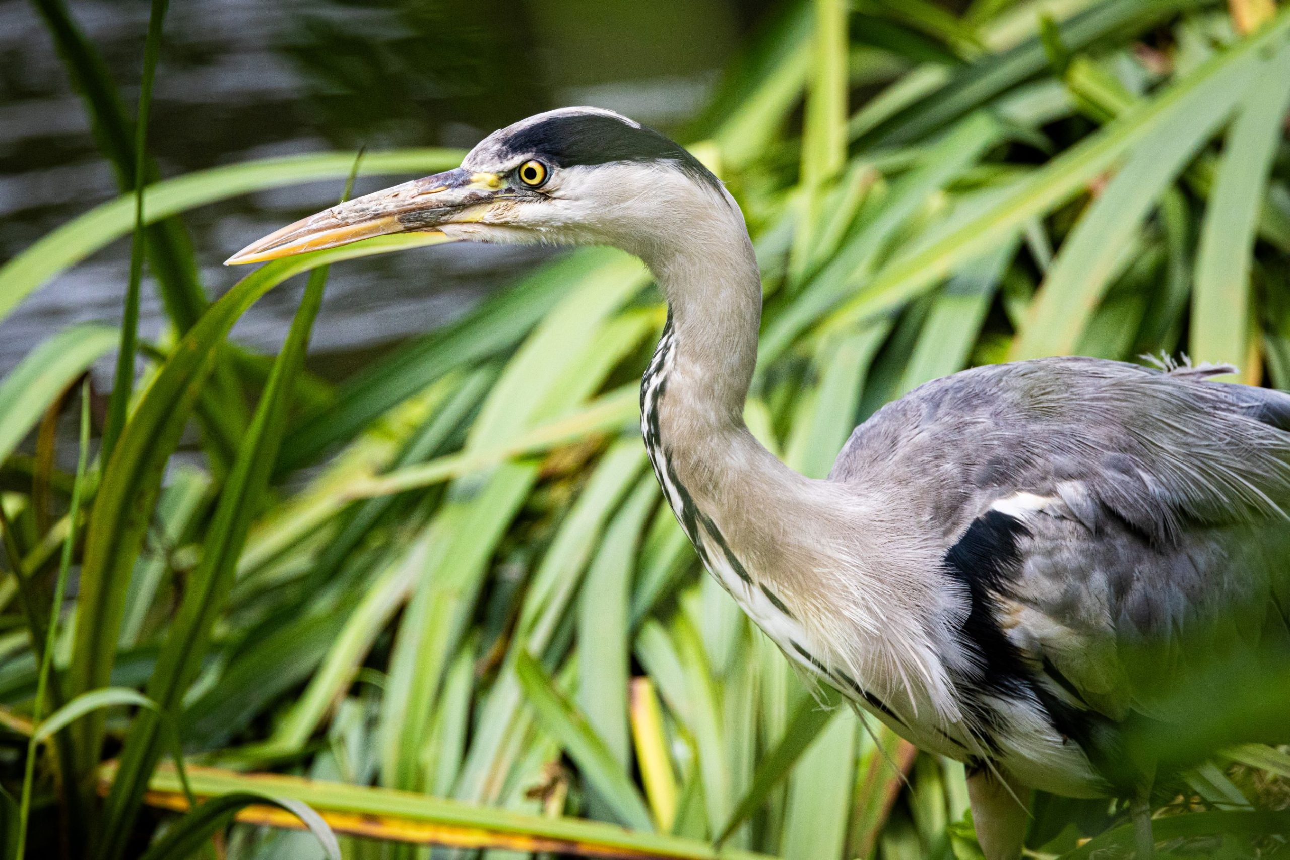 A Grey Heron in the reeds at the edge of the river