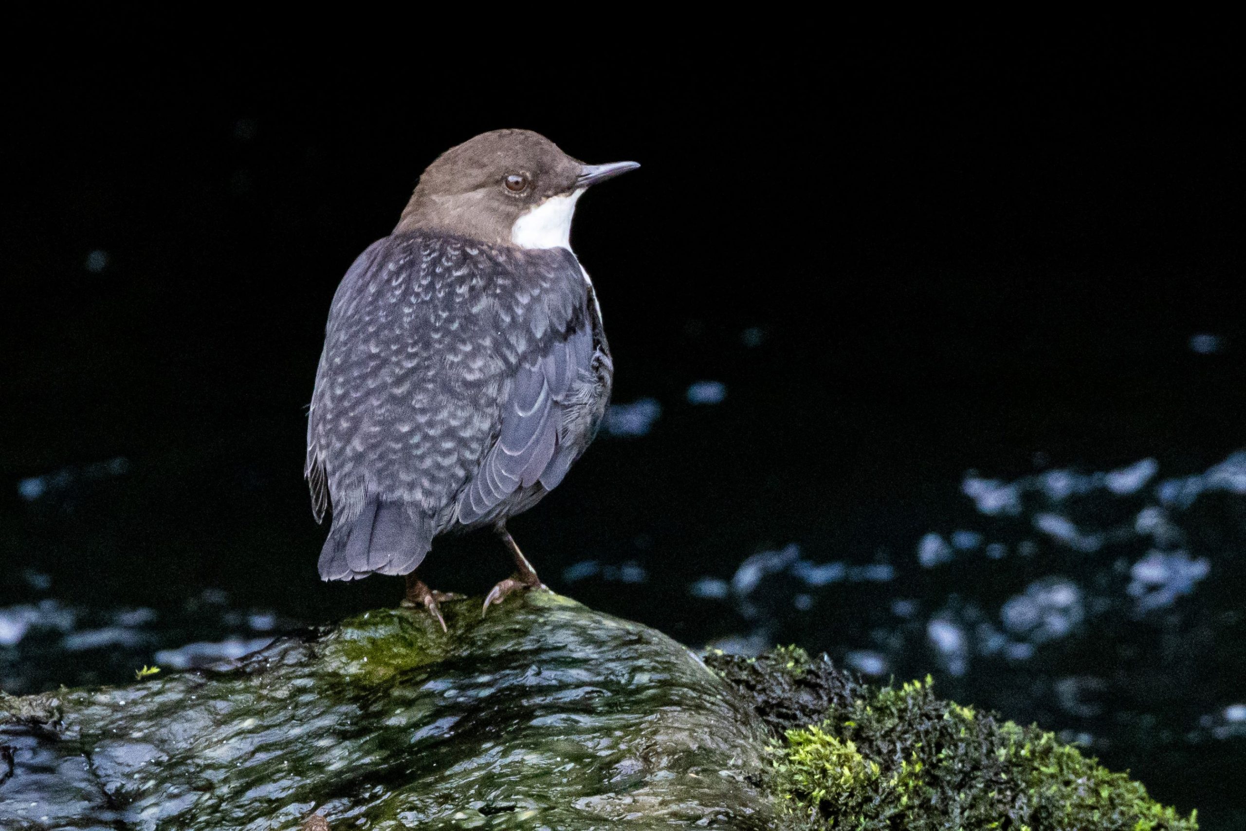 A Dipper looks over its shoulder on the Tolka River, Dublin