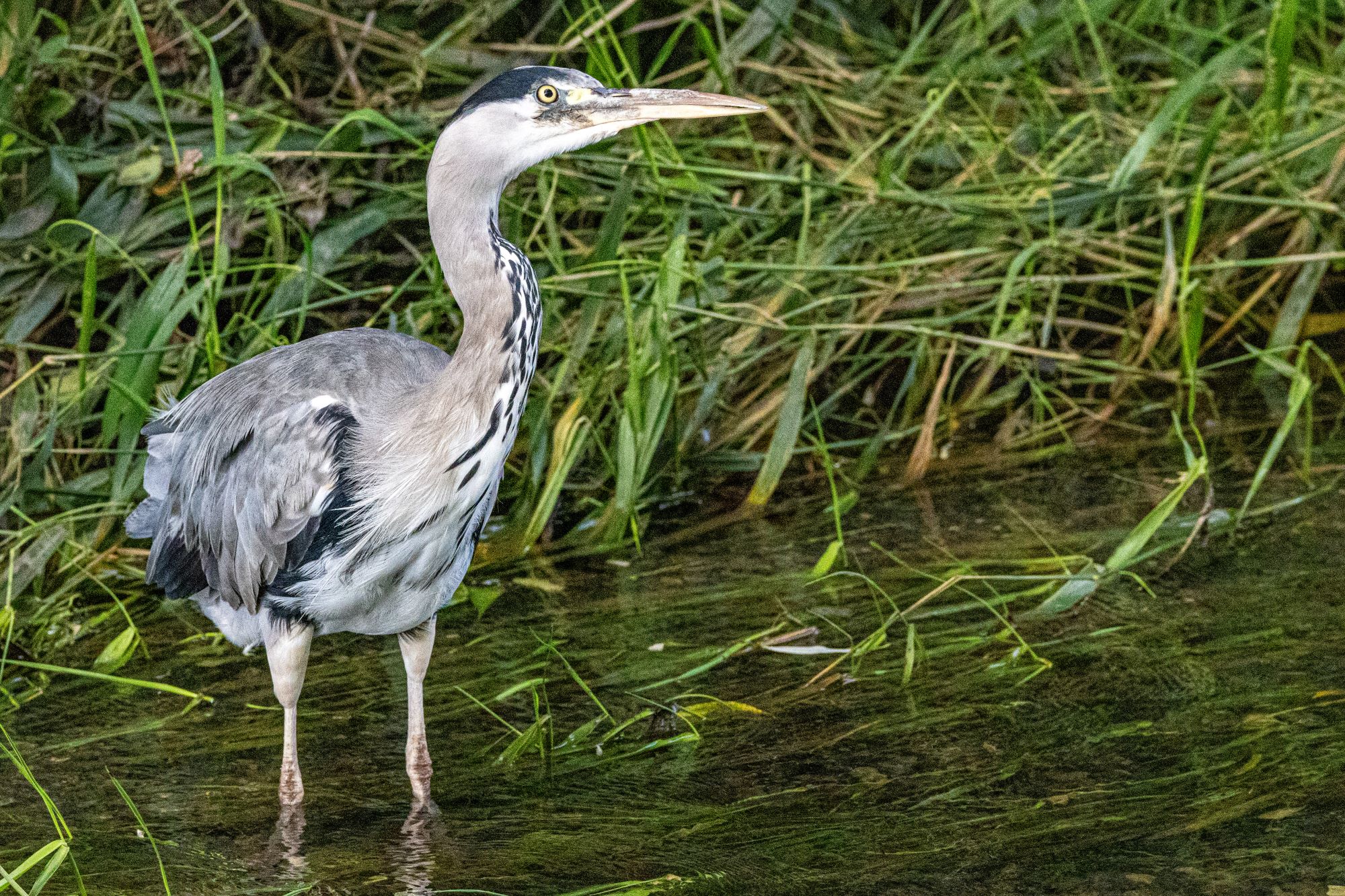 A Grey Heron hunting in a river