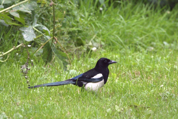 A Magpie forages in the grass