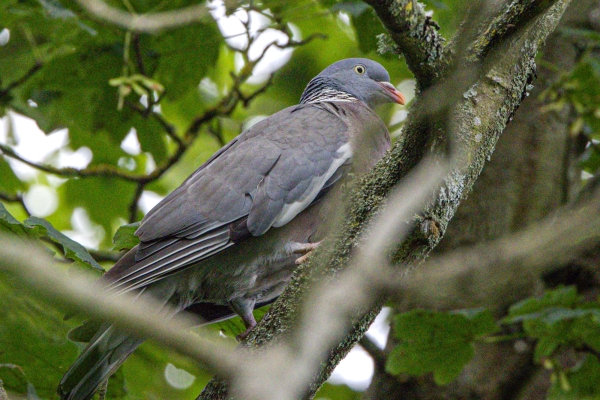 Wood Pigeon perched in a tree