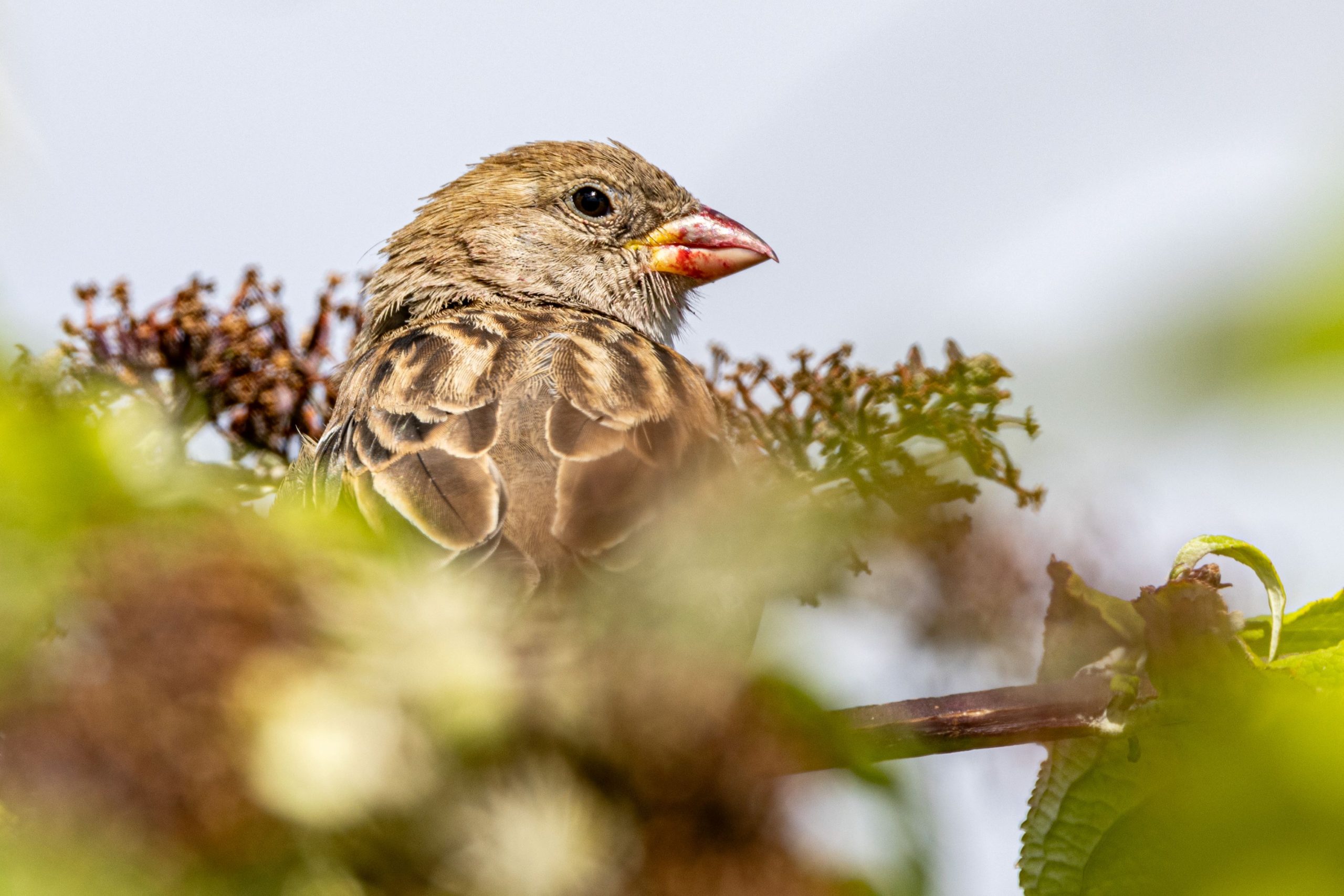 A House Sparrow eating berries in a tree