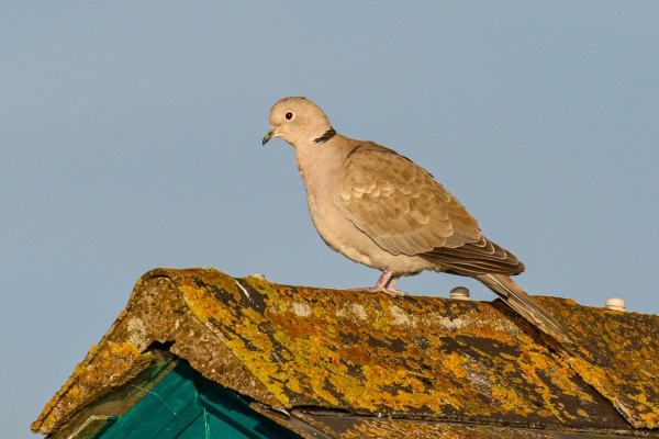 A Collared Dove on a rooftop