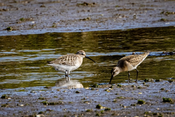 Curlew Sandpipers at Sandymount Strand, Dublin, Ireland