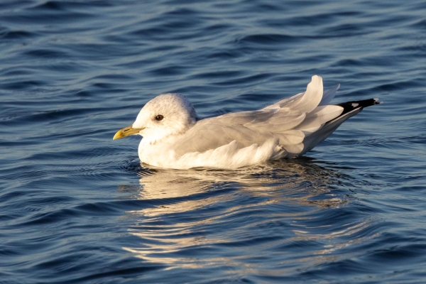 A Common Gull swims in Bullock Harbour, Dublin