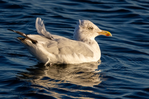 A Herring Gull swims in the sea at Bullock Harbour, Dublin
