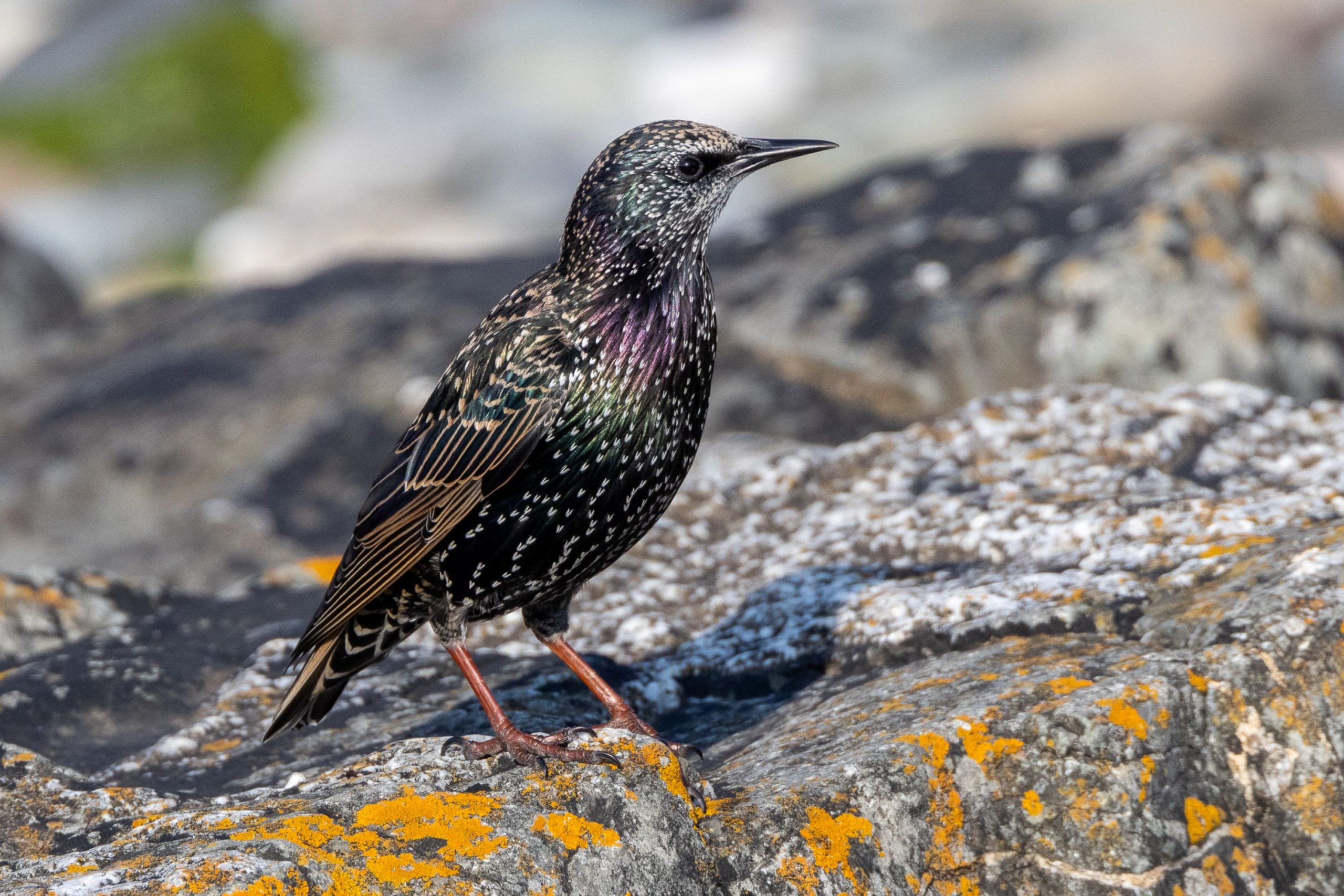 Starling perched on rocks at low tide, Portmarnock, Dublin, Ireland