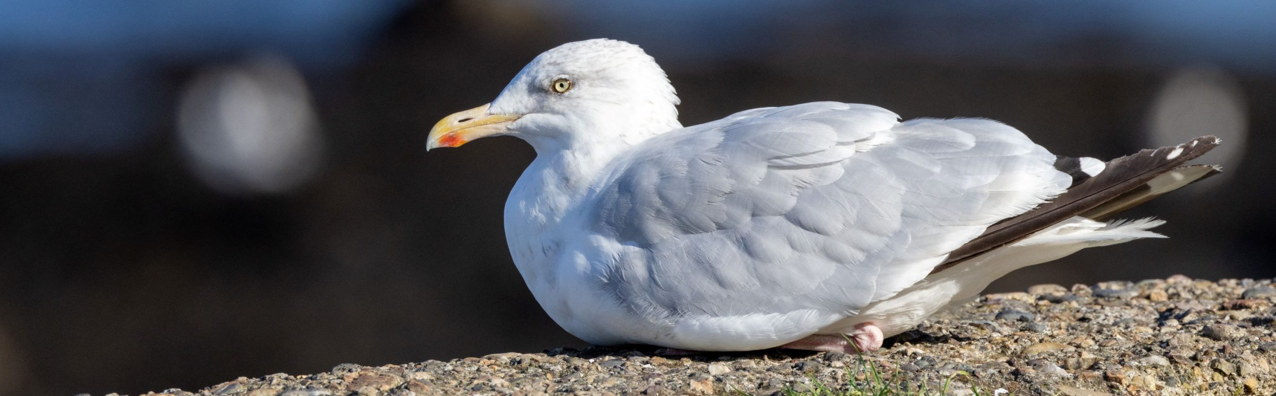Portmarnock Beach is a popular birdwatching site in Dublin