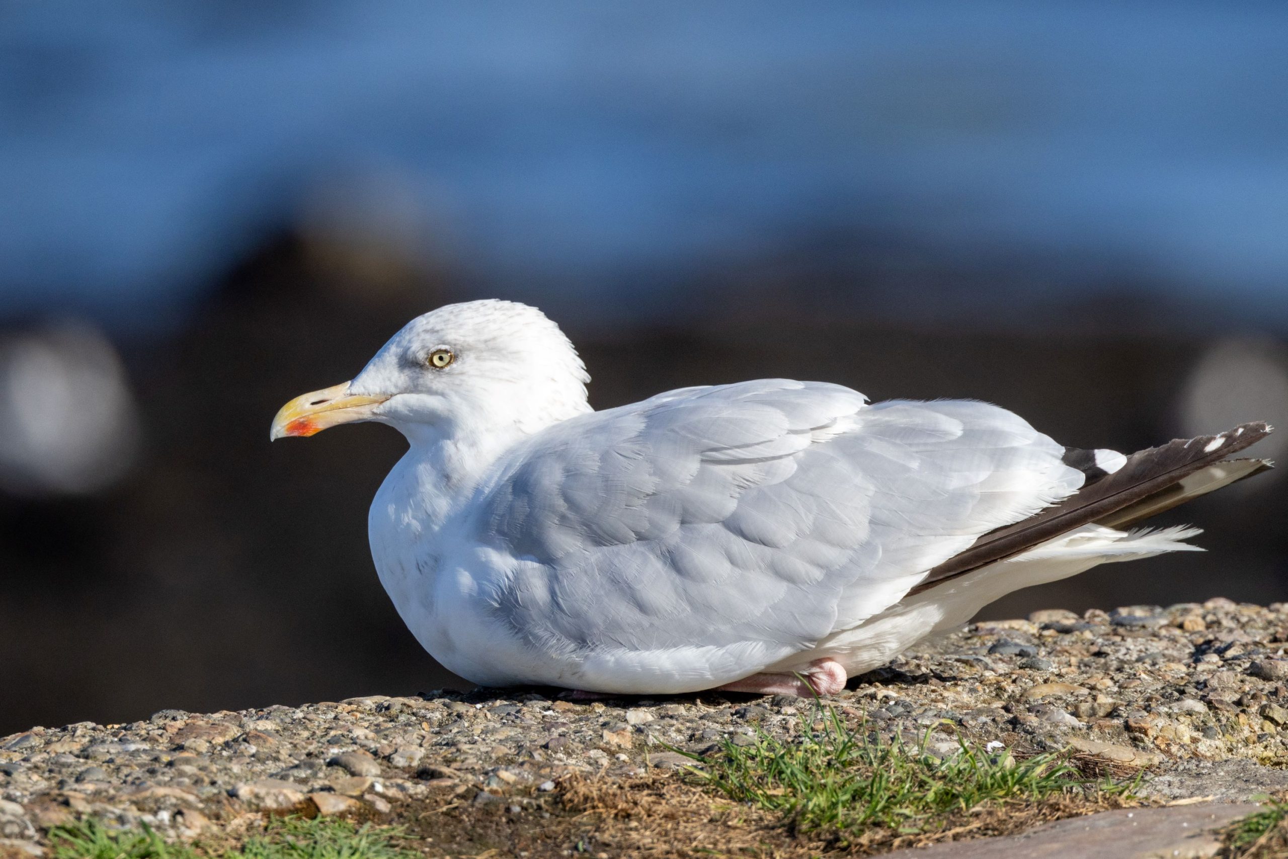 A Herring Gull sits on the shoreline at Portmarnock Beach, Dublin, Ireland