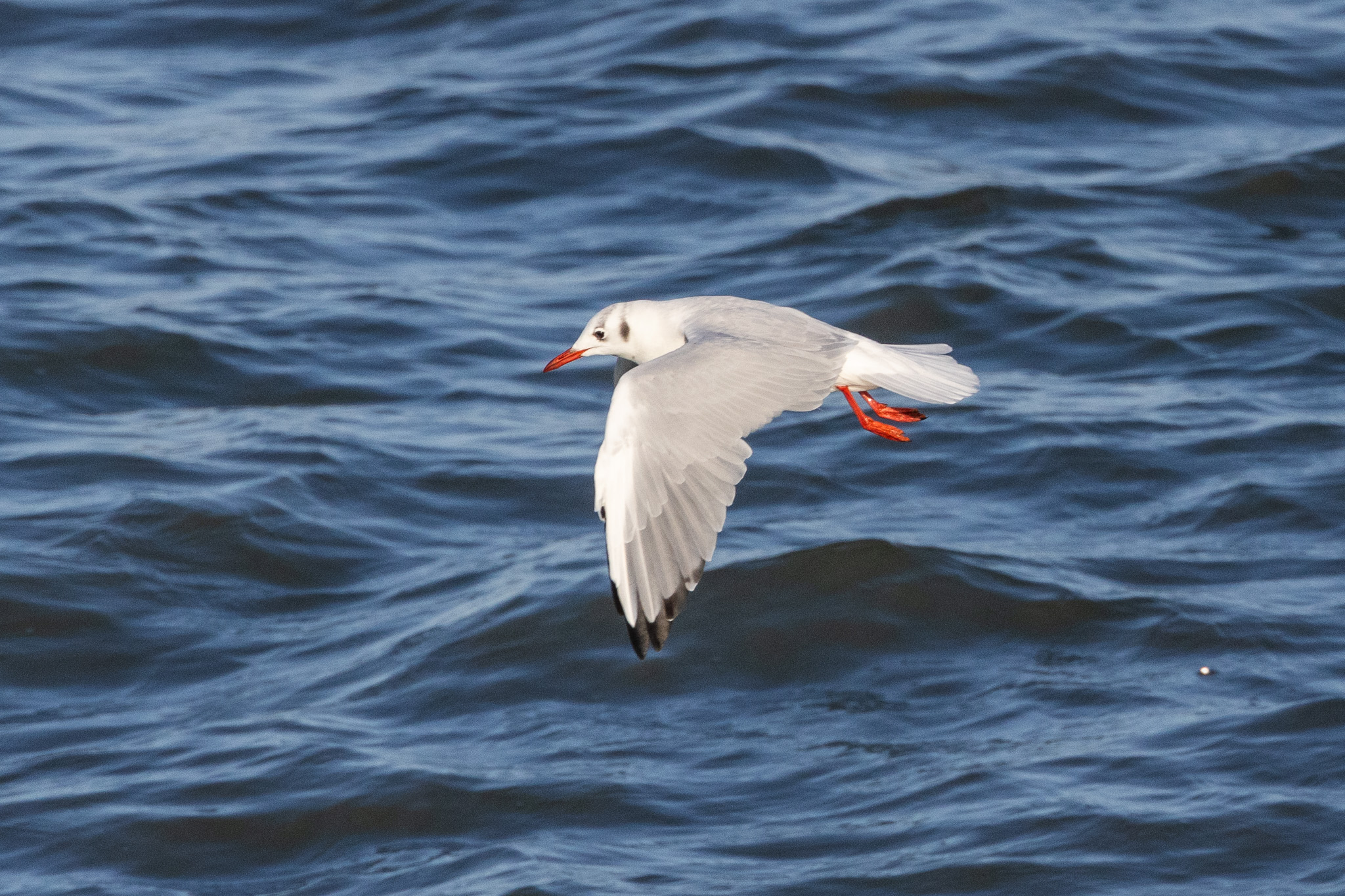 A Black-headed Gull flies low over the water