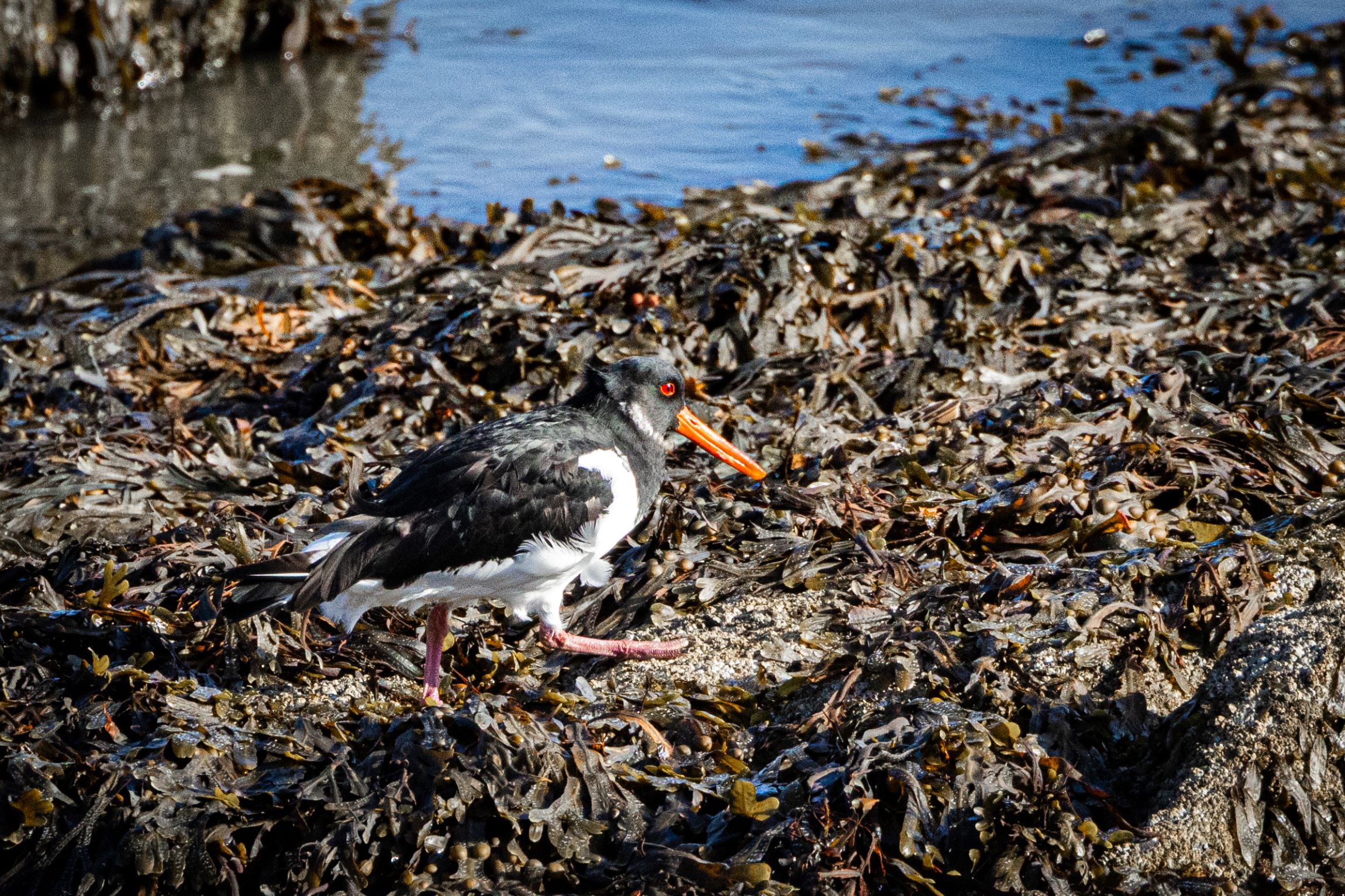 An Oystercatcher in the seaweed at Portmarnock Beach Dublin