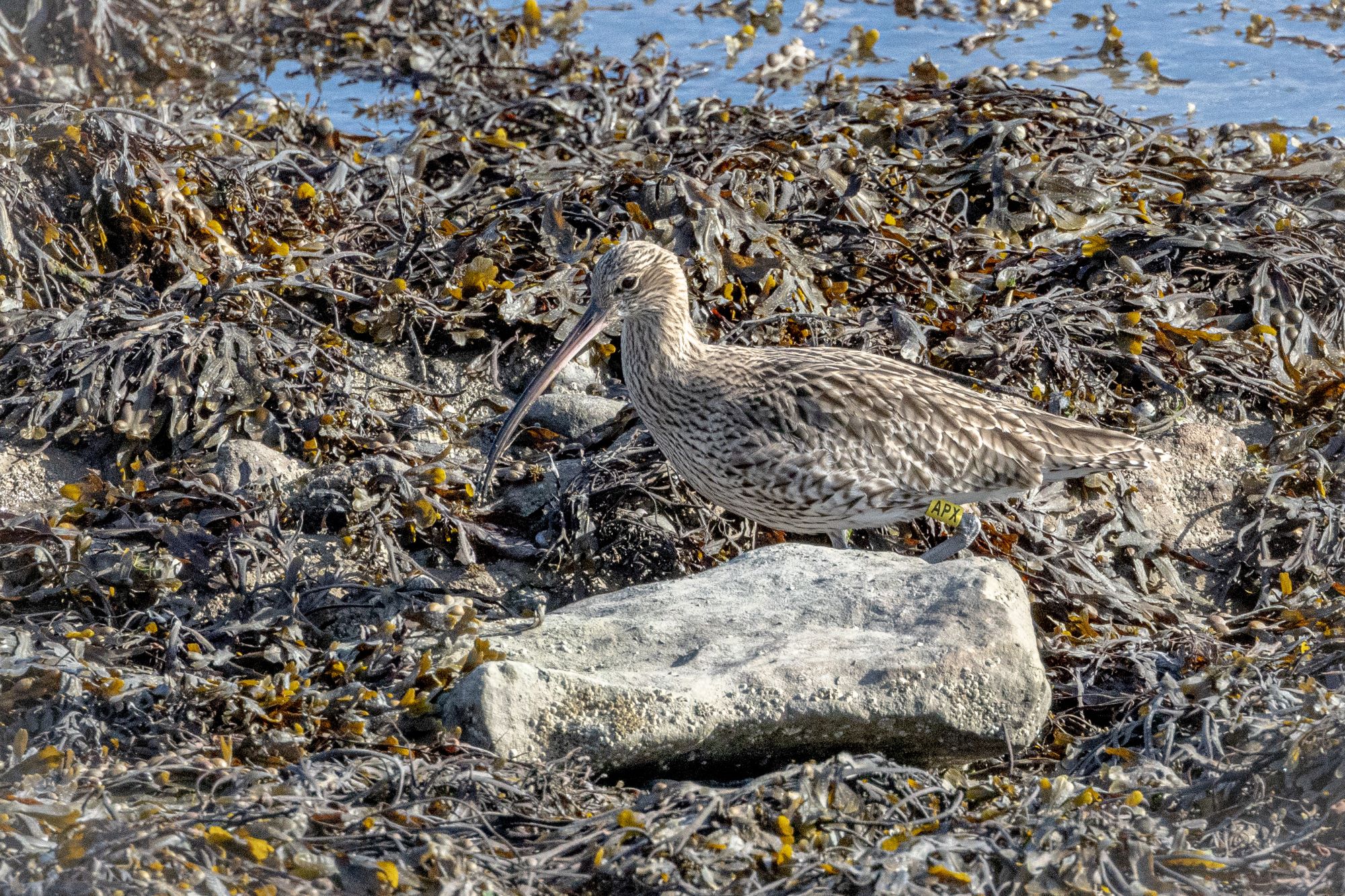 A Curlew at Portmarnock Beach Dublin