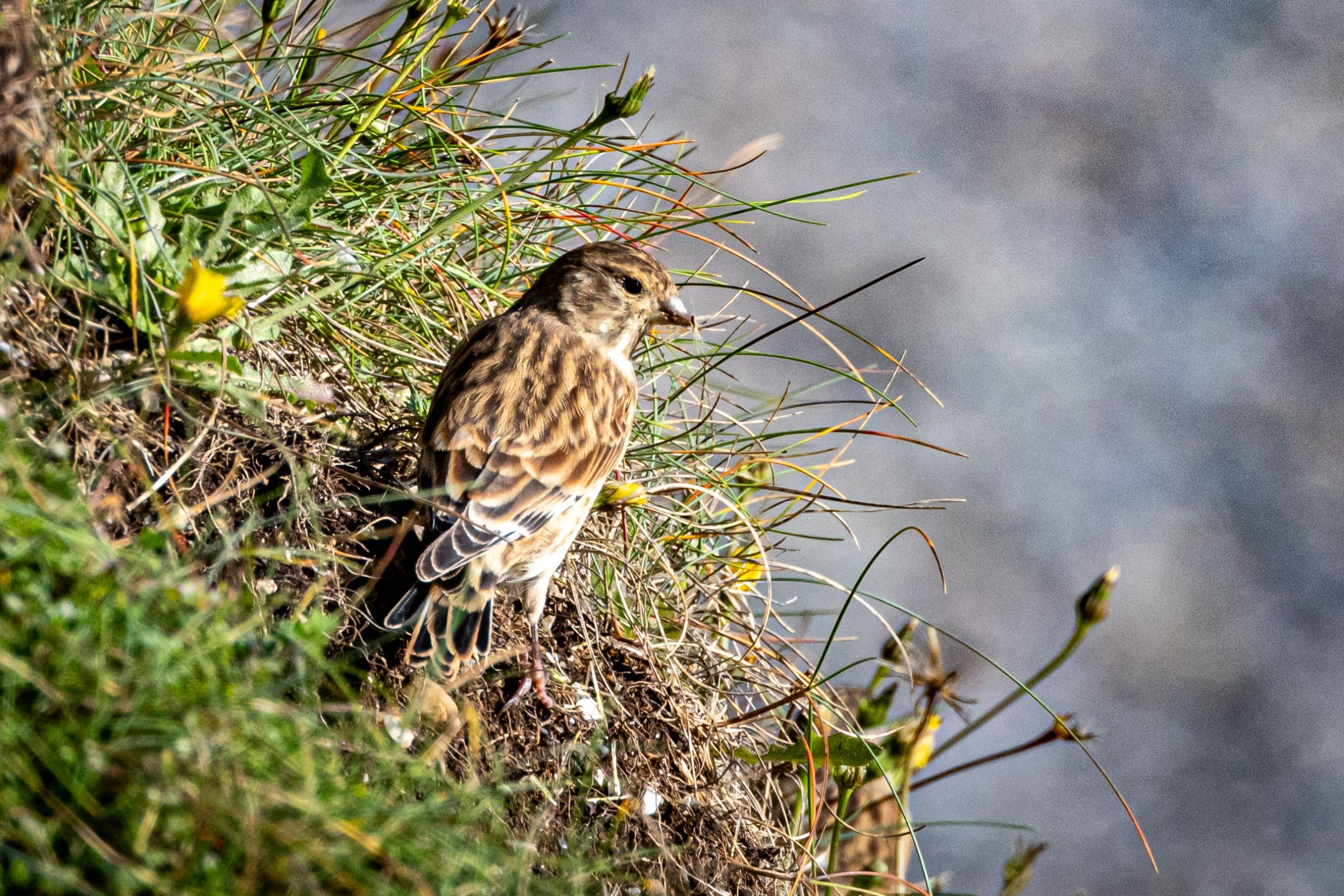 A Linnet on the grass bank at the back of at Portmarnock Beach Dublin