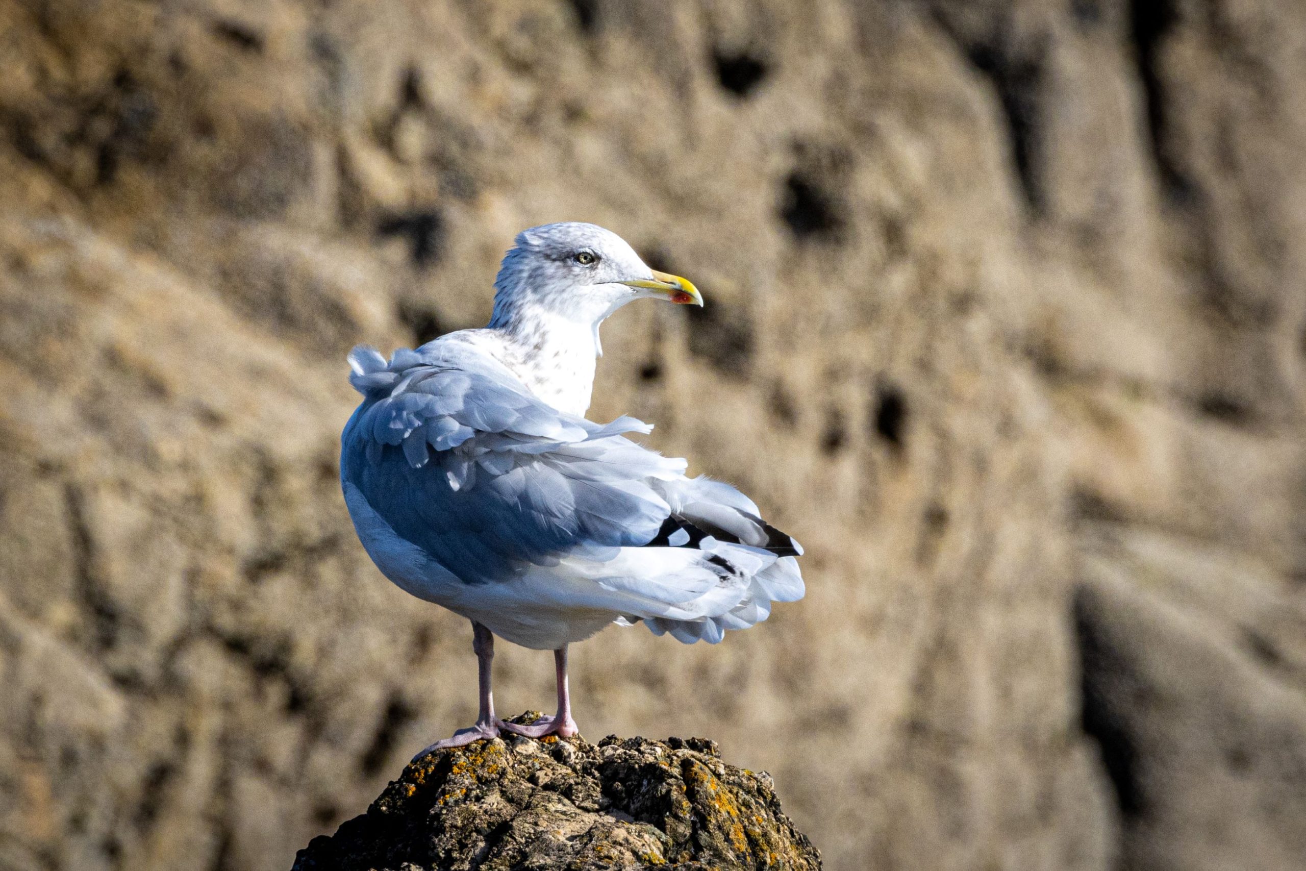 A Herring Gull looks back along the beach at at Portmarnock Beach, Dublin