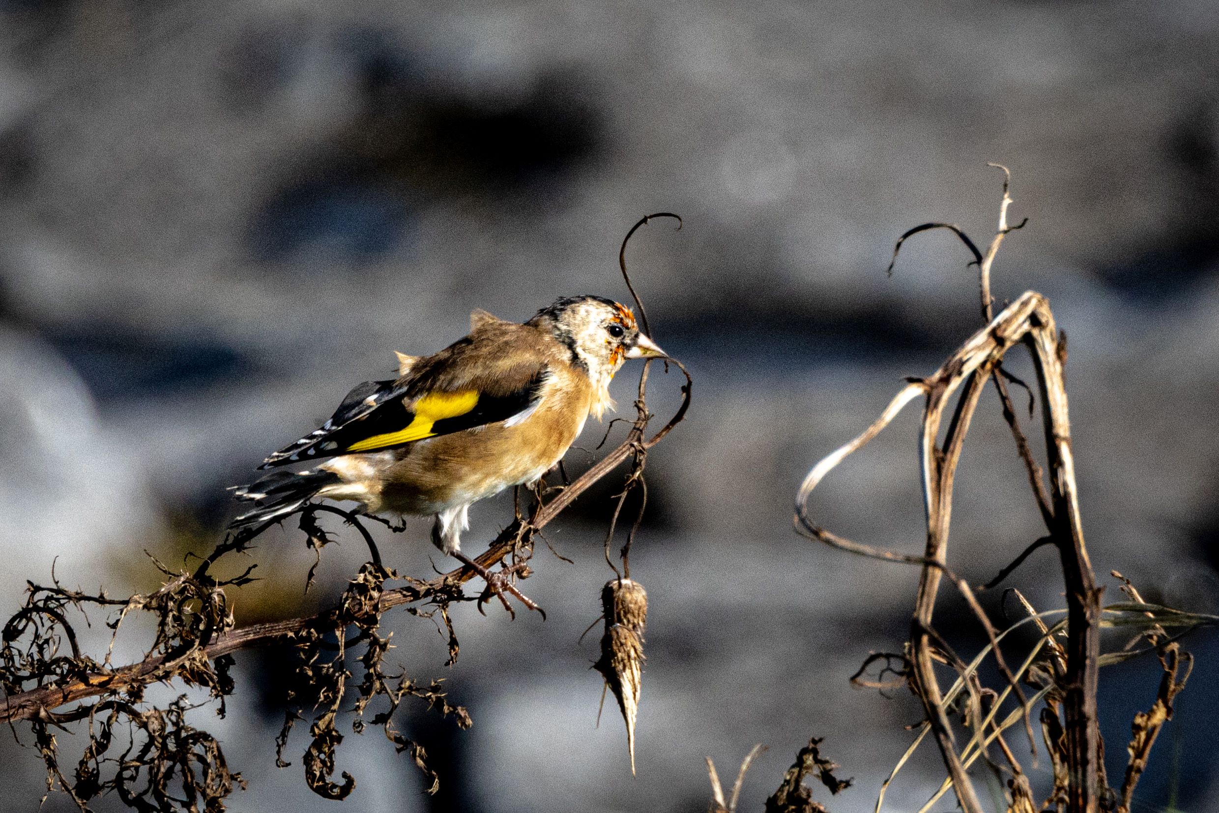 A Goldfinch at Portmarnock Beach, Dublin